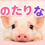 ご飯を食べても物足りない理由