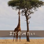 ご飯を食べても物足りない理由